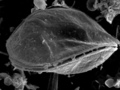 Ostreopsis jest jednokomórkowym organizmem należącym do grupy glonów, zwanych bruzdnicami.&nbsp; Ma twardą powłokę zewnętrzną w postaci pancerza. Fot. FWC Fish and Wildlife Research Institute, źródło: https://www.flickr.com/photos/myfwc/